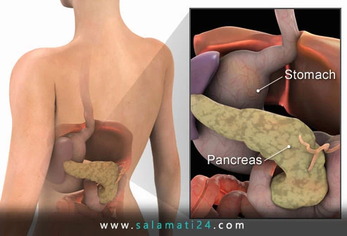 پانکراس چیست؟